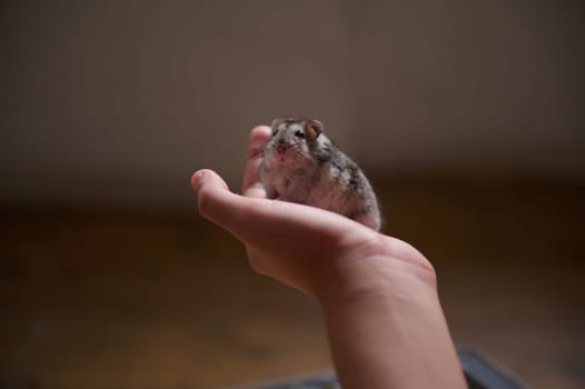 A close-up image of a small hamster being gently held in the palm of a person's hand, showcasing tenderness and featuring the unique bond between humans and their small pets.