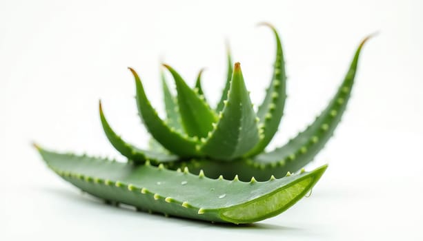 Close-up of fresh aloe vera leaves for health care. Generated AI.