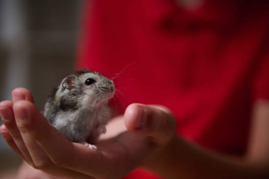 A close-up image of a tiny hamster resting securely in a persons hands, conveying care and gentleness.