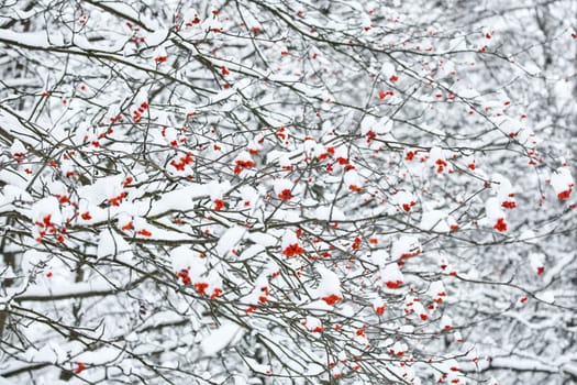 Red rowan berries on snow-covered branches, The heavy snowfall in a wild park, winter fairy tale in the forest, snow-covered tree branches, nobody, snow storm, blizzard. High quality photo