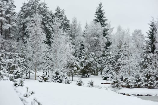 The heavy snowfall in a wild park, winter fairy tale in the forest, snow-covered tree branches, large flakes of snow are slowly falling, nobody, snow storm, blizzard. High quality photo