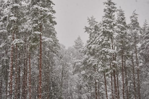 The heavy snowfall in a wild park, winter fairy tale in the forest, snow-covered tree branches, large flakes of snow are slowly falling, nobody, snow storm, blizzard. High quality photo