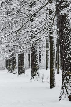 The heavy snowfall in a wild park, winter fairy tale in the forest, snow-covered tree branches, large flakes of snow are slowly falling, nobody, snow storm, blizzard. High quality photo