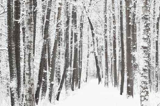 The heavy snowfall in a wild park, winter fairy tale in the forest, snow-covered tree branches, large flakes of snow are slowly falling, nobody, snow storm, blizzard. High quality photo