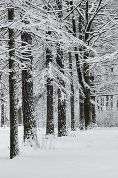 The heavy snowfall in a wild park, winter fairy tale in the forest, snow-covered tree branches, large flakes of snow are slowly falling, nobody, snow storm, blizzard. High quality photo