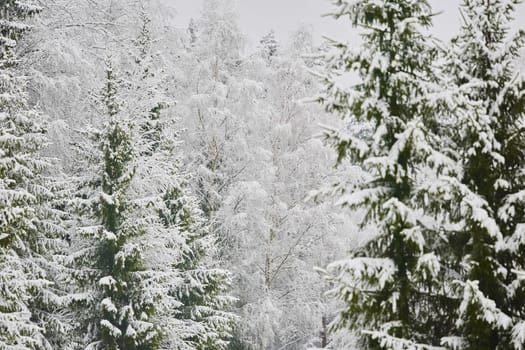 The heavy snowfall in a wild park, winter fairy tale in the forest, snow-covered tree branches, large flakes of snow are slowly falling, nobody, snow storm, blizzard. High quality photo
