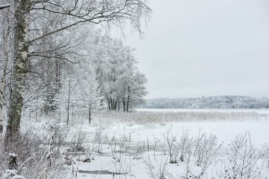 The heavy snowfall in a wild park, winter fairy tale in the forest, snow-covered tree branches, large flakes of snow are slowly falling, nobody, snow storm, blizzard. High quality photo
