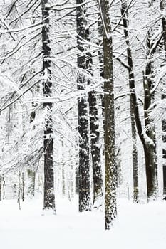 The heavy snowfall in a wild park, winter fairy tale in the forest, snow-covered tree branches, large flakes of snow are slowly falling, nobody, snow storm, blizzard. High quality photo