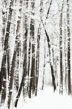 The heavy snowfall in a wild park, winter fairy tale in the forest, snow-covered tree branches, large flakes of snow are slowly falling, nobody, snow storm, blizzard. High quality photo