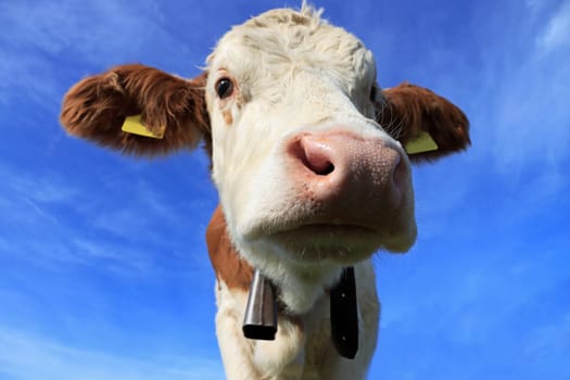 Lustiges Weitwinkel-Foto von einem jungen Simmentaler Kalb gegen den blauen Himmel