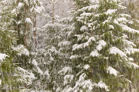 The heavy snowfall in a wild park, winter fairy tale in the forest, snow-covered tree branches, large flakes of snow are slowly falling, nobody, snow storm, blizzard. High quality photo