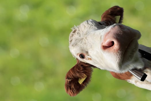 Lustiges Weitwinkel-Foto von einem jungen Simmentaler Kalb gegen einen grünen Hintergrund