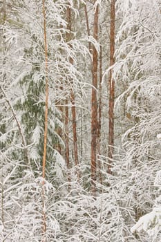 The heavy snowfall in a wild park, winter fairy tale in the forest, snow-covered tree branches, large flakes of snow are slowly falling, nobody, snow storm, blizzard. High quality photo