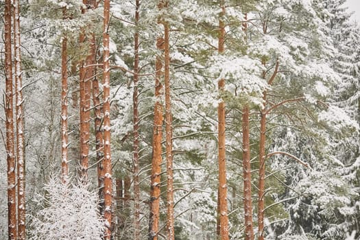 The heavy snowfall in a wild park, winter fairy tale in the forest, snow-covered tree branches, large flakes of snow are slowly falling, nobody, snow storm, blizzard. High quality photo