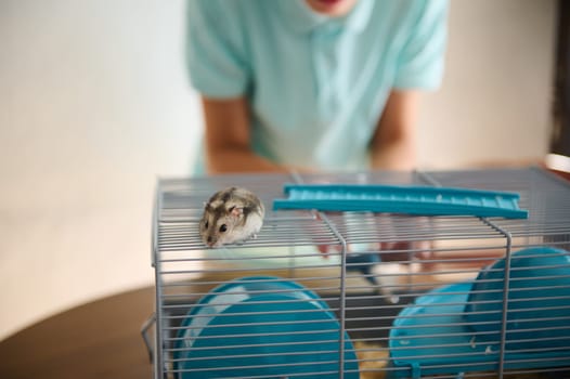 A curious hamster exploring the top of its cage while someone observes in the background. This image captures the charm and curiosity of small pets in a domestic environment.