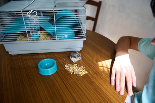 A small, cute hamster enjoying grains outside its cage on a wooden table. The setting illustrates an intimate pet moment highlighted by natural daylight and the animal adorable and delicate nature.