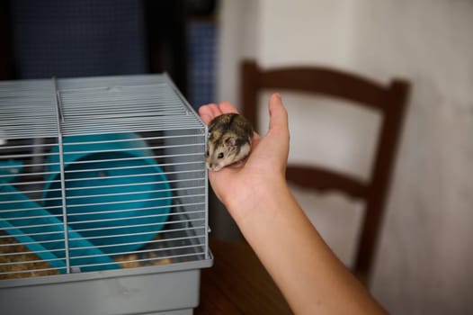 A small hamster being gently held by a person's hand near a hamster cage with accessories in a home environment. A gentle moment highlighting human-animal connection and pet care.