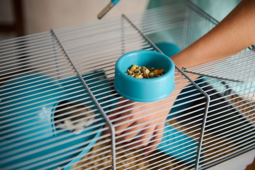 A close-up view of a person feeding a small pet hamster in a cage with a blue food bowl, showcasing the act of care and interaction with a household pet.