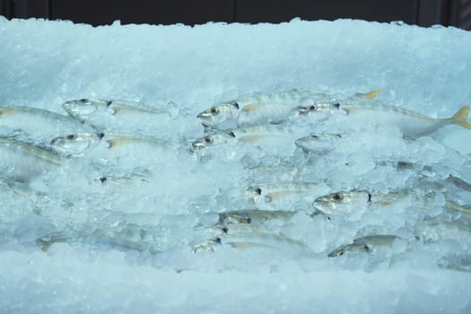Several types of fish rest on ice at a seafood market during the day.