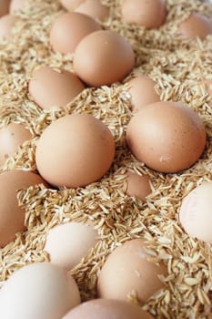 Brown and white eggs are nestled in straw on a farm.