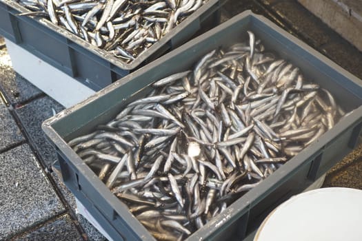 Small fish are displayed in containers at a bustling market.