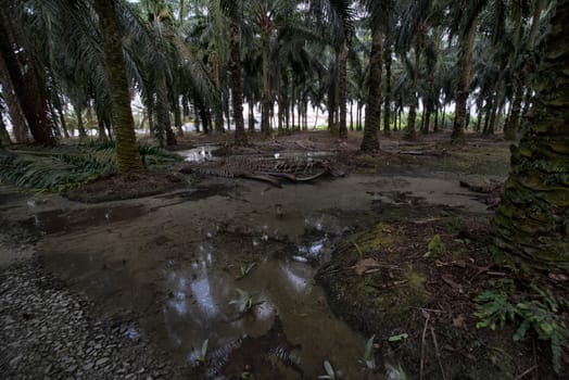 image of inundated stagnant rainwater on the palm oil plantation landscape.