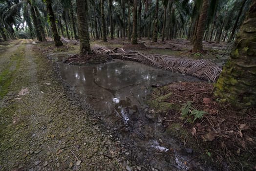 image of inundated stagnant rainwater on the palm oil plantation landscape.