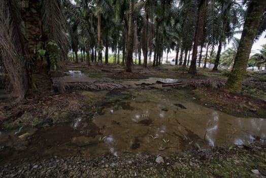 image of inundated stagnant rainwater on the palm oil plantation landscape.