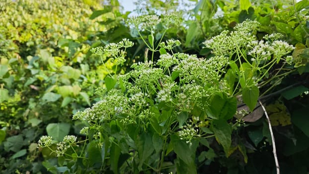 image of bushes of climbing hempweed on the vegetation landscape.