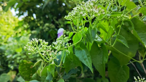 image of bushes of climbing hempweed on the vegetation landscape.