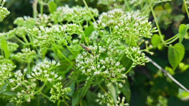image of bushes of climbing hempweed on the vegetation landscape.