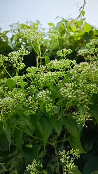 image of bushes of climbing hempweed on the vegetation landscape.