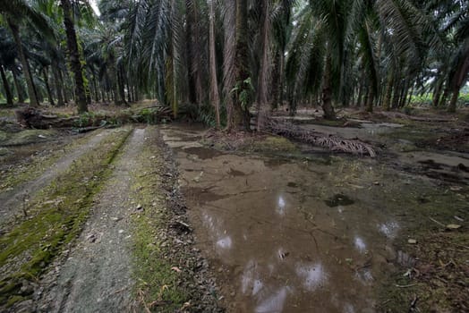 image of inundated stagnant rainwater on the palm oil plantation landscape.