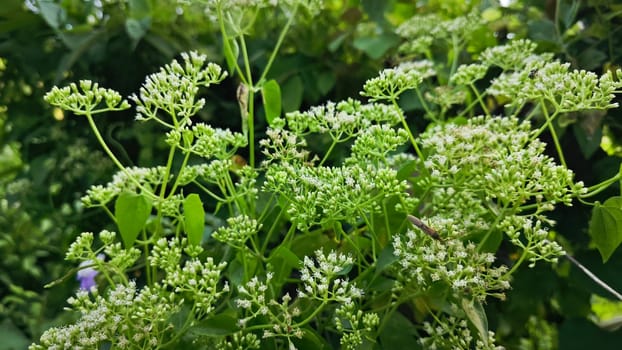 image of bushes of climbing hempweed on the vegetation landscape.