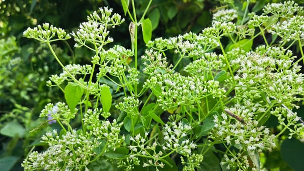 image of bushes of climbing hempweed on the vegetation landscape.