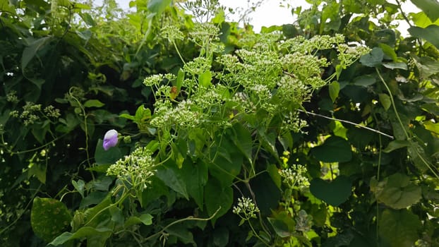 image of bushes of climbing hempweed on the vegetation landscape.