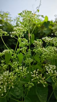 image of bushes of climbing hempweed on the vegetation landscape.