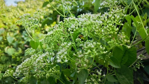 image of bushes of climbing hempweed on the vegetation landscape.