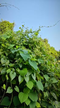 image of bushes of climbing hempweed on the vegetation landscape.