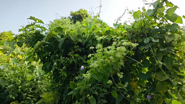 image of bushes of climbing hempweed on the vegetation landscape.