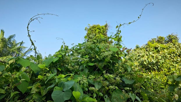 image of bushes of climbing hempweed on the vegetation landscape.