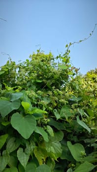image of bushes of climbing hempweed on the vegetation landscape.