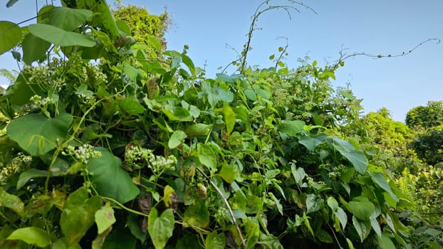 image of bushes of climbing hempweed on the vegetation landscape.