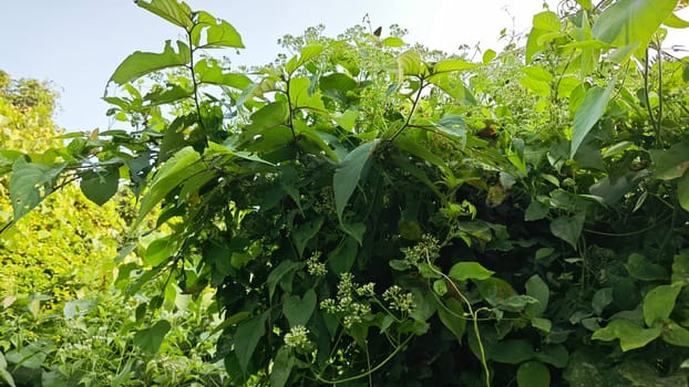 image of bushes of climbing hempweed on the vegetation landscape.