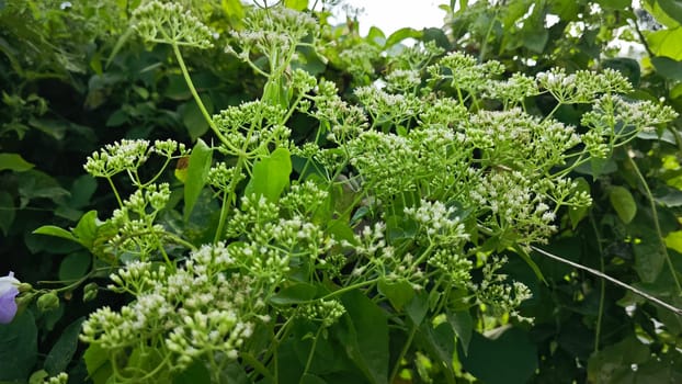 image of bushes of climbing hempweed on the vegetation landscape.