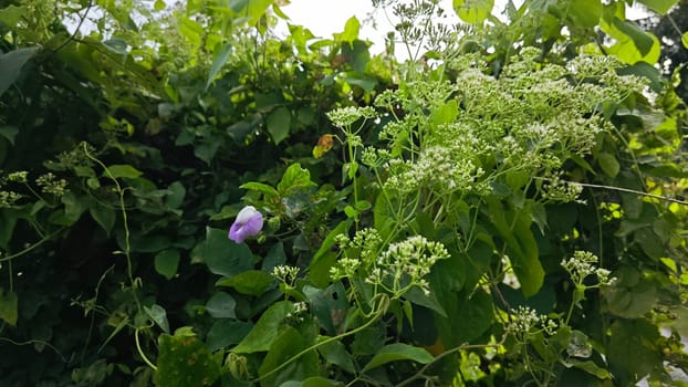 image of bushes of climbing hempweed on the vegetation landscape.