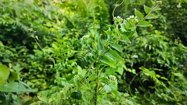 image of bushes of climbing hempweed on the vegetation landscape.