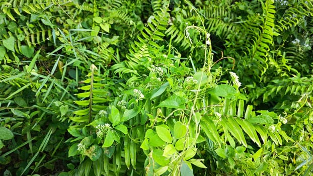image of bushes of climbing hempweed on the vegetation landscape.