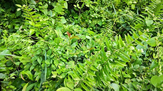 image of bushes of climbing hempweed on the vegetation landscape.