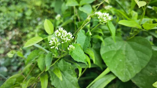 image of bushes of climbing hempweed on the vegetation landscape.